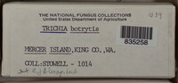 Trichia botrytis var. botrytis image